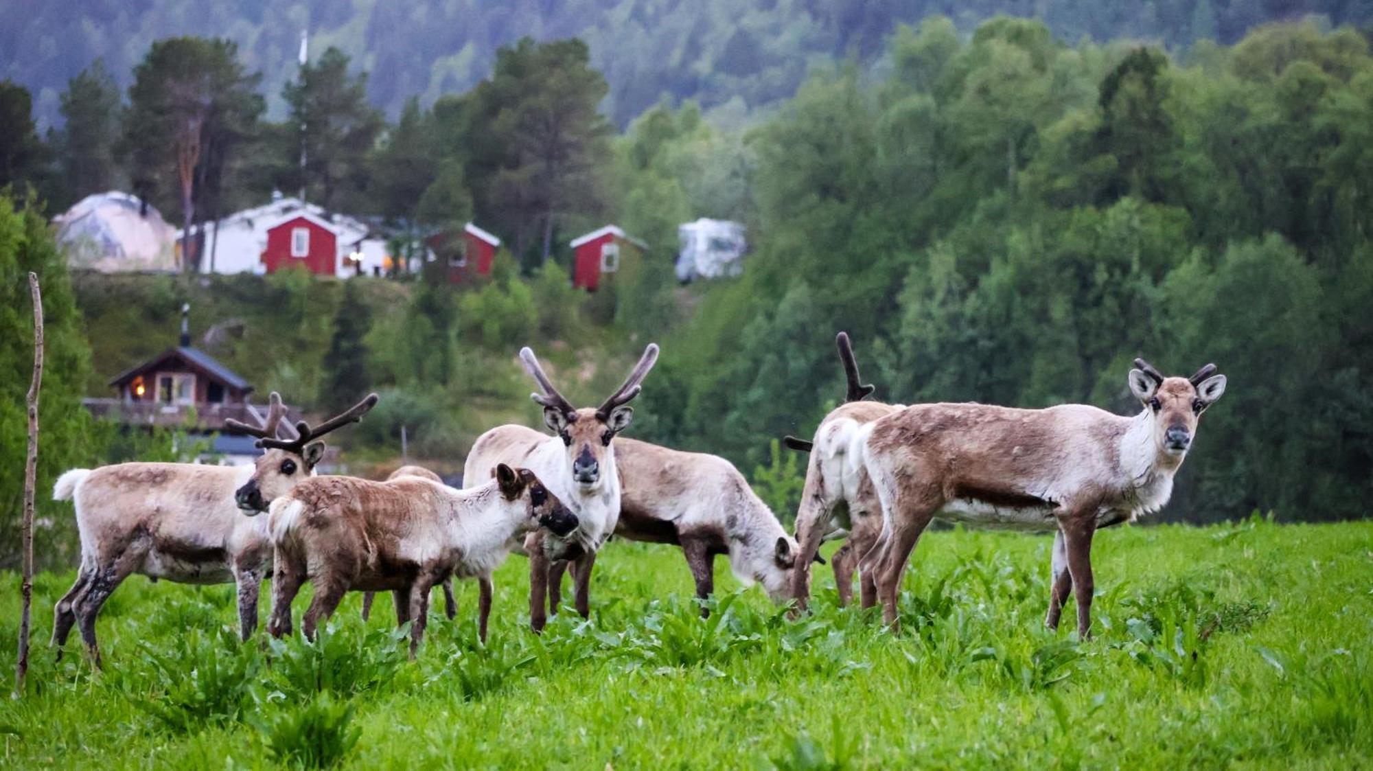 Norwegian Wild Villa Brygghaugen Bagian luar foto