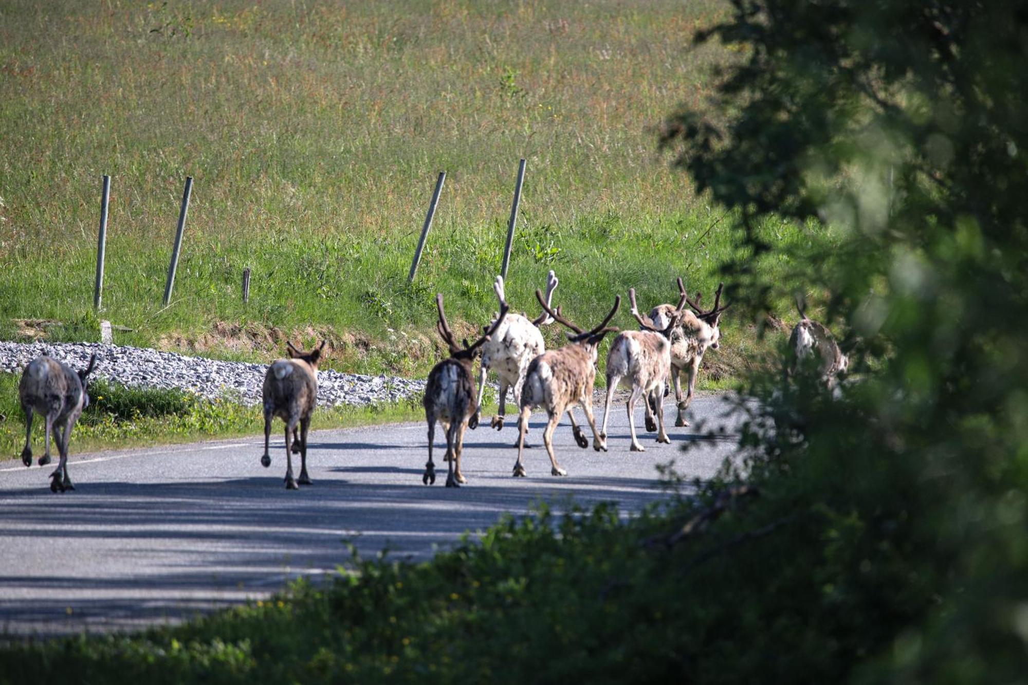 Norwegian Wild Villa Brygghaugen Bagian luar foto
